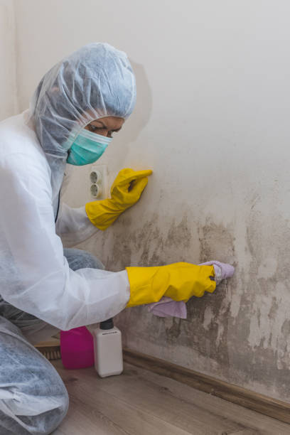 Best Real Estate Mold Inspection  in West Pelzer, SC